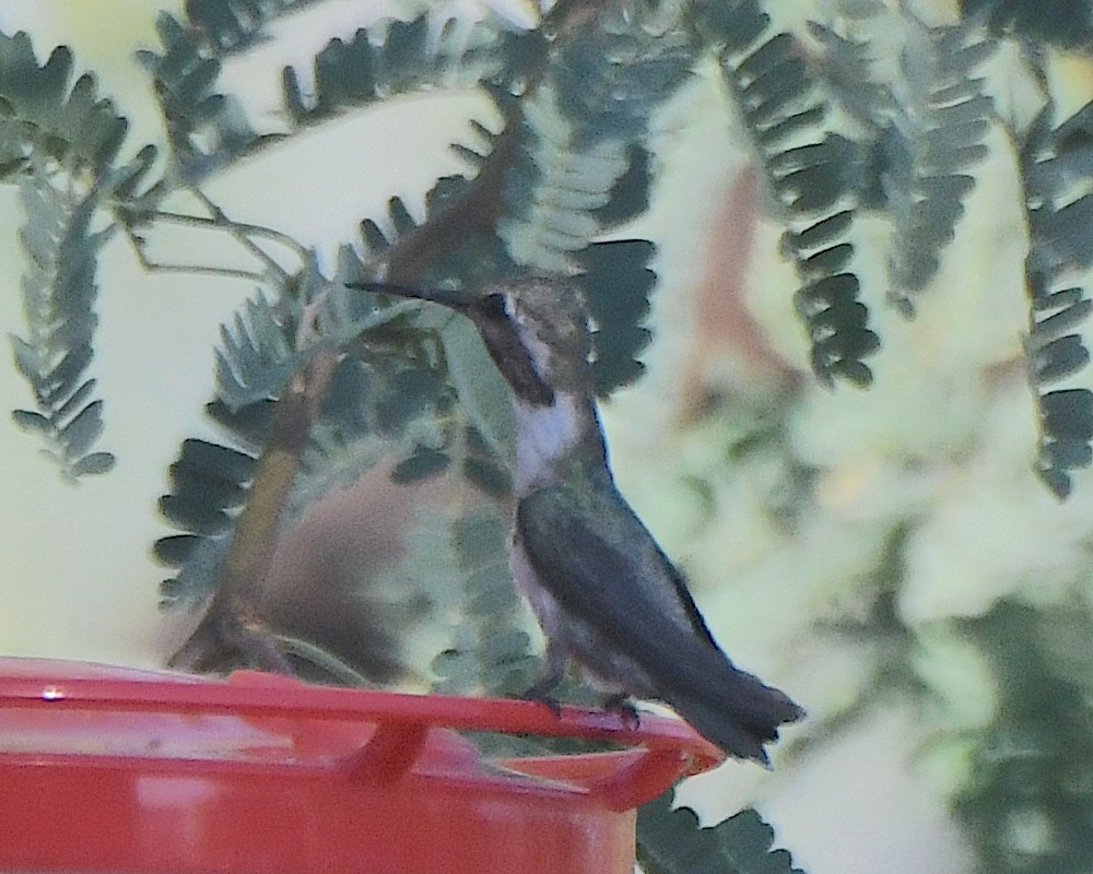 Costa's Hummingbird - ML621086240