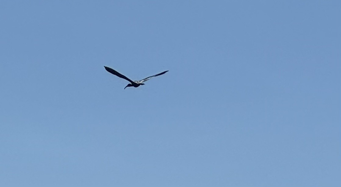 ibis americký - ML621086247