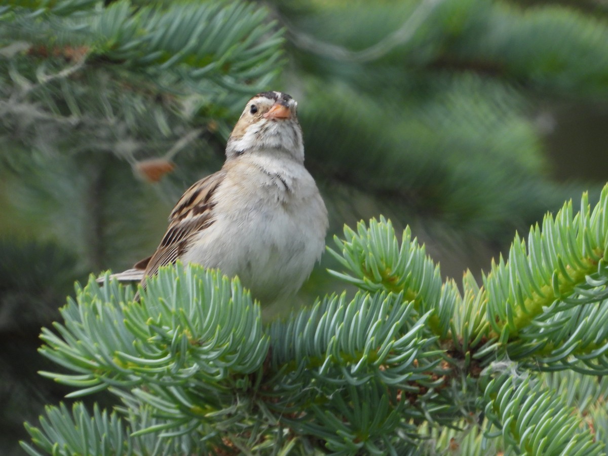 Clay-colored Sparrow - ML621086267