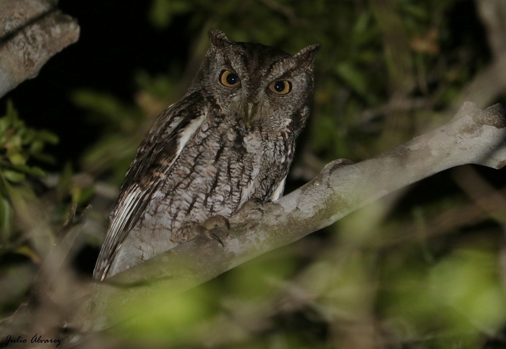 Eastern Screech-Owl - ML621086316