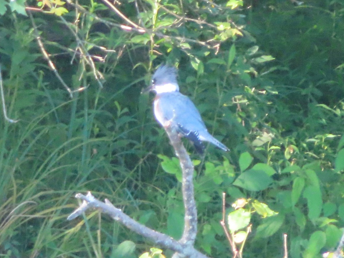 Belted Kingfisher - ML621086319