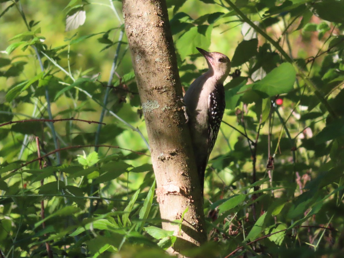 Red-bellied Woodpecker - ML621086324