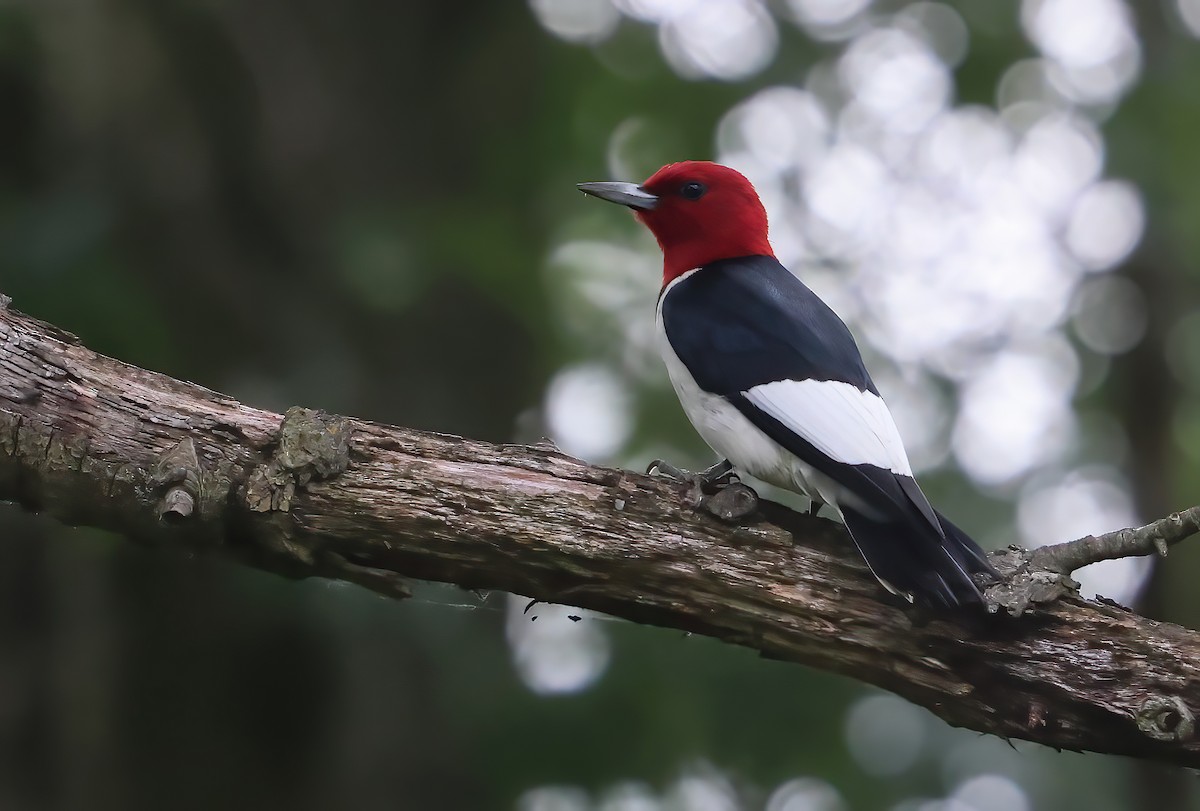 Red-headed Woodpecker - ML621086354