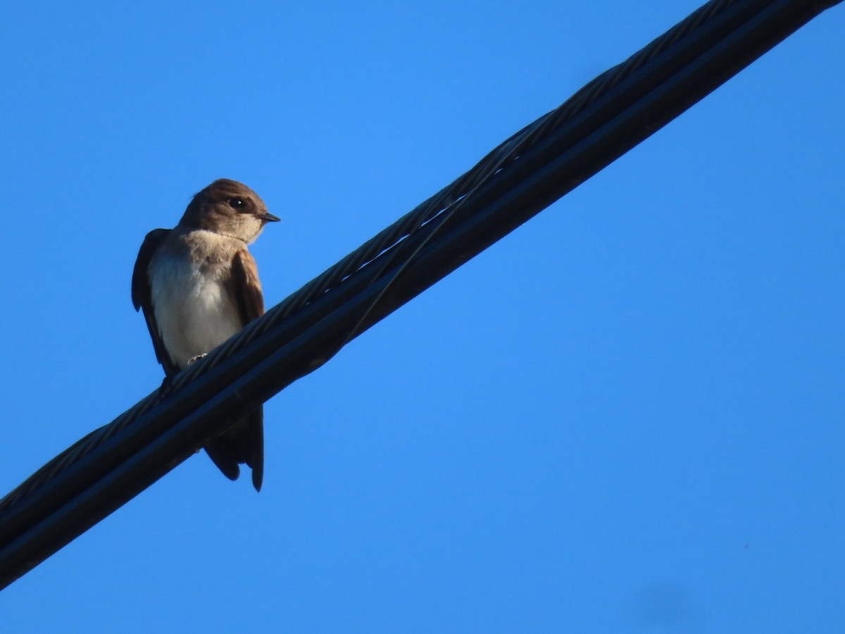 Northern Rough-winged Swallow - ML621086390