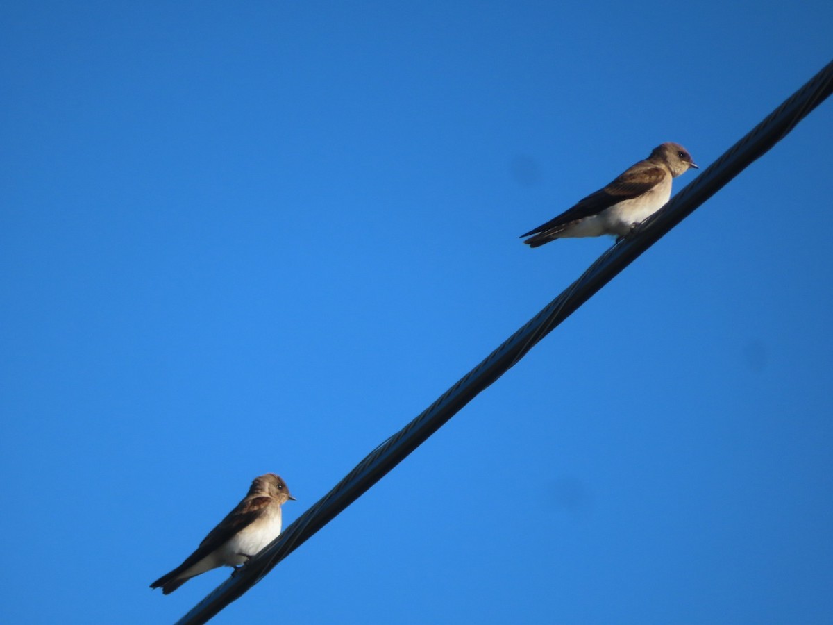 Northern Rough-winged Swallow - ML621086391