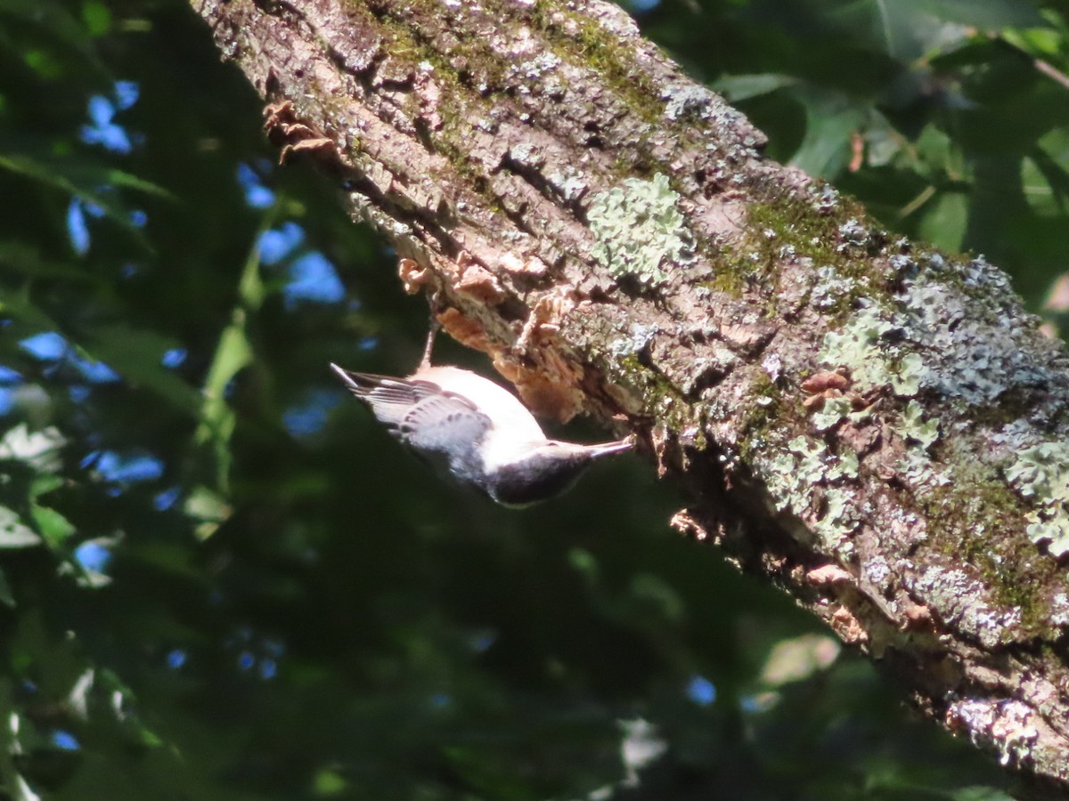 White-breasted Nuthatch - ML621086403