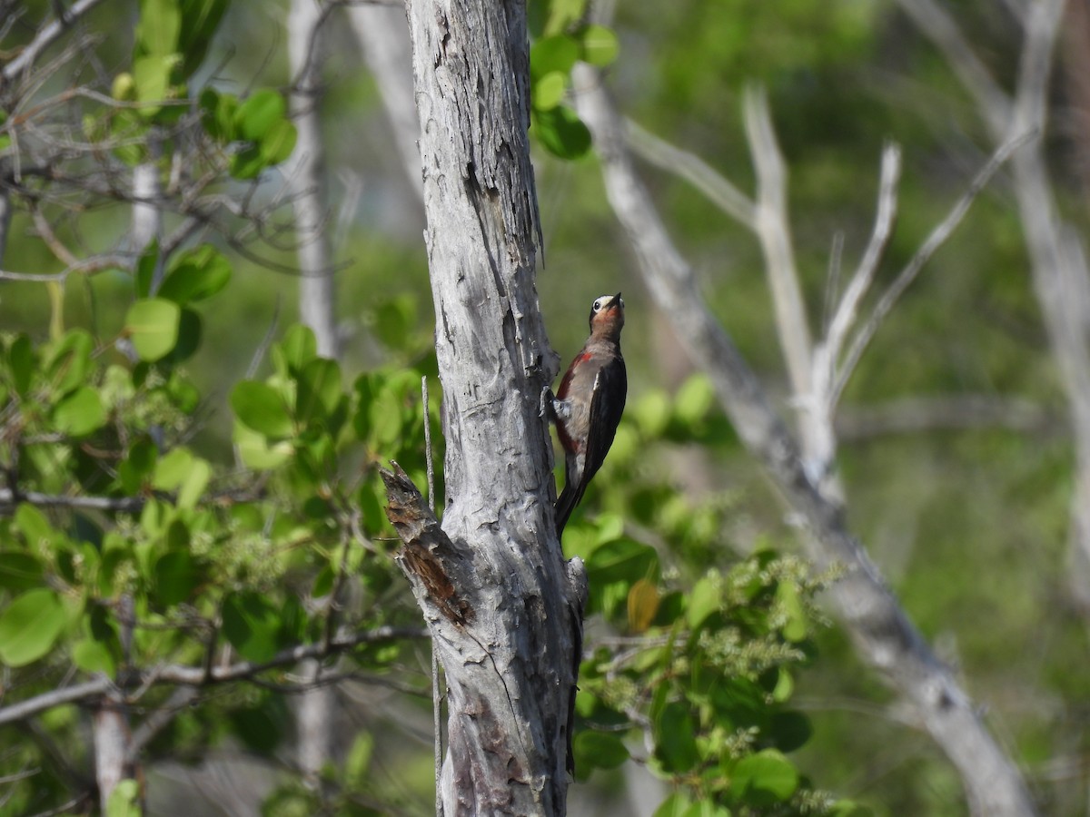 Puerto Rican Woodpecker - ML621086404