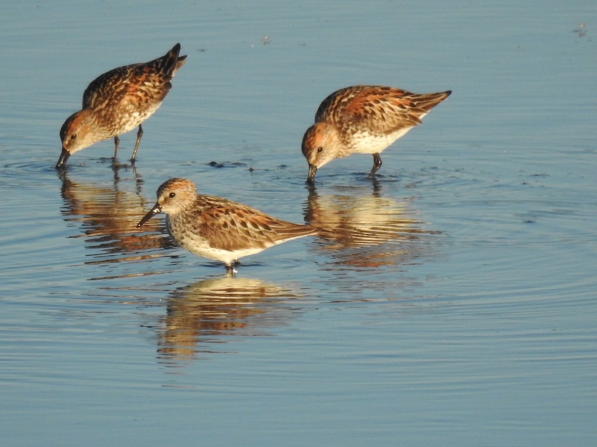 beringsnipe - ML62108641