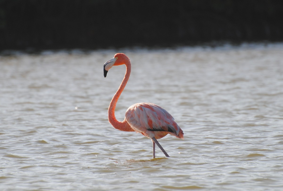 American Flamingo - ML621086410