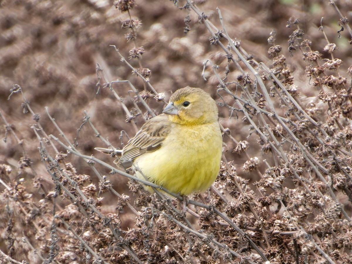Grassland Yellow-Finch - ML621086426