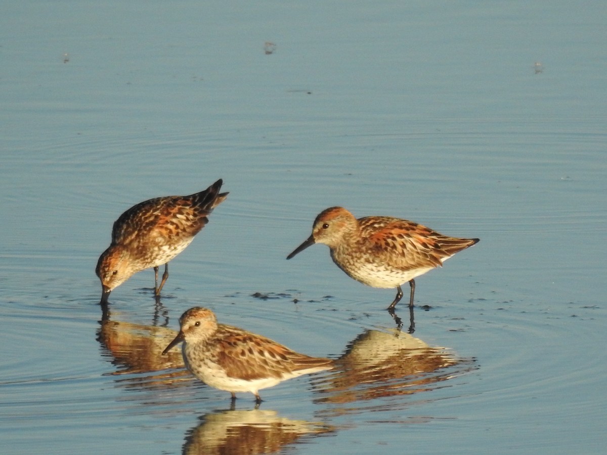 Western Sandpiper - Darlene  Peterson