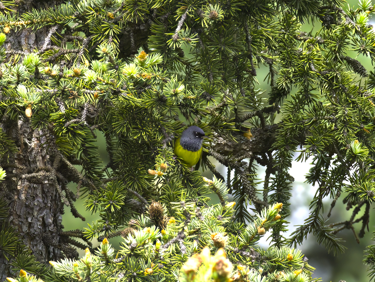 MacGillivray's Warbler - ML621086524