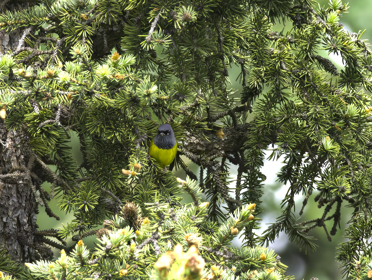 MacGillivray's Warbler - ML621086525