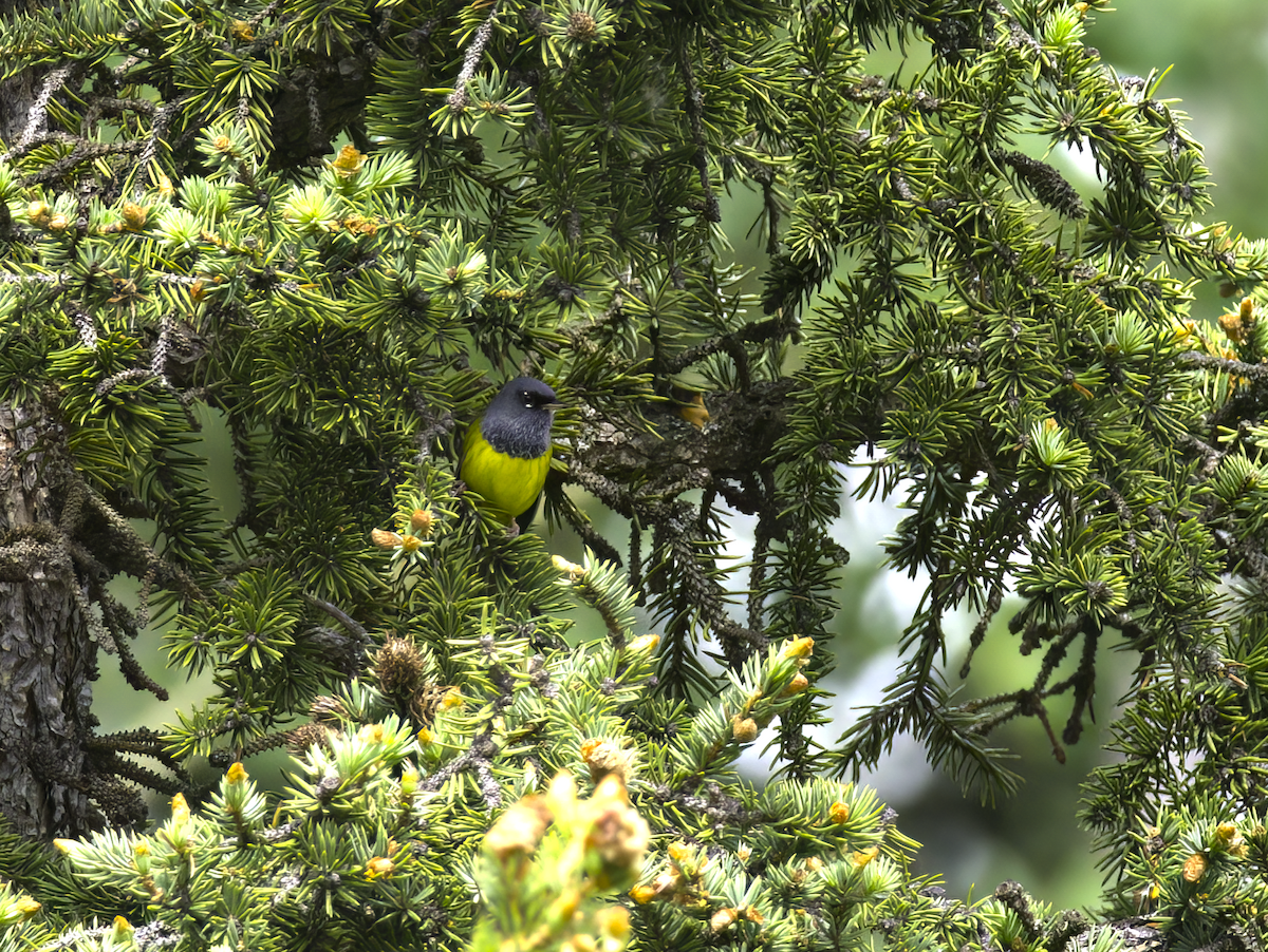 MacGillivray's Warbler - ML621086527