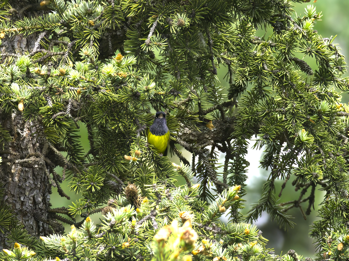 MacGillivray's Warbler - ML621086528