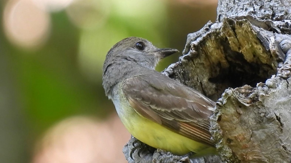 Great Crested Flycatcher - ML621086535