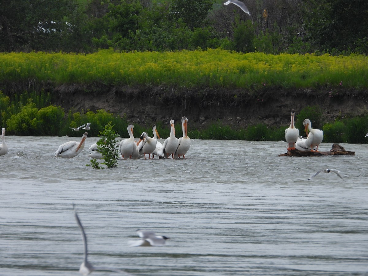 pelikán severoamerický - ML621086537
