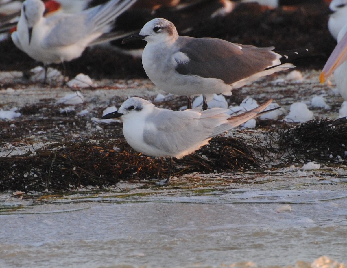 Gull-billed Tern - ML621086544