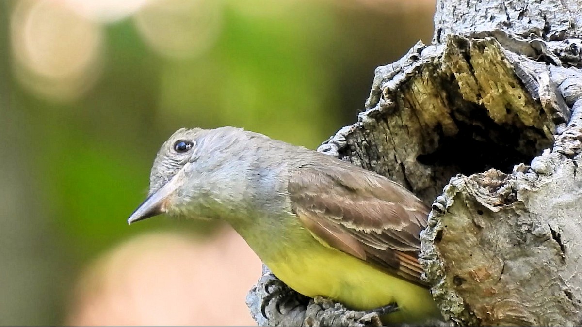 Great Crested Flycatcher - ML621086545