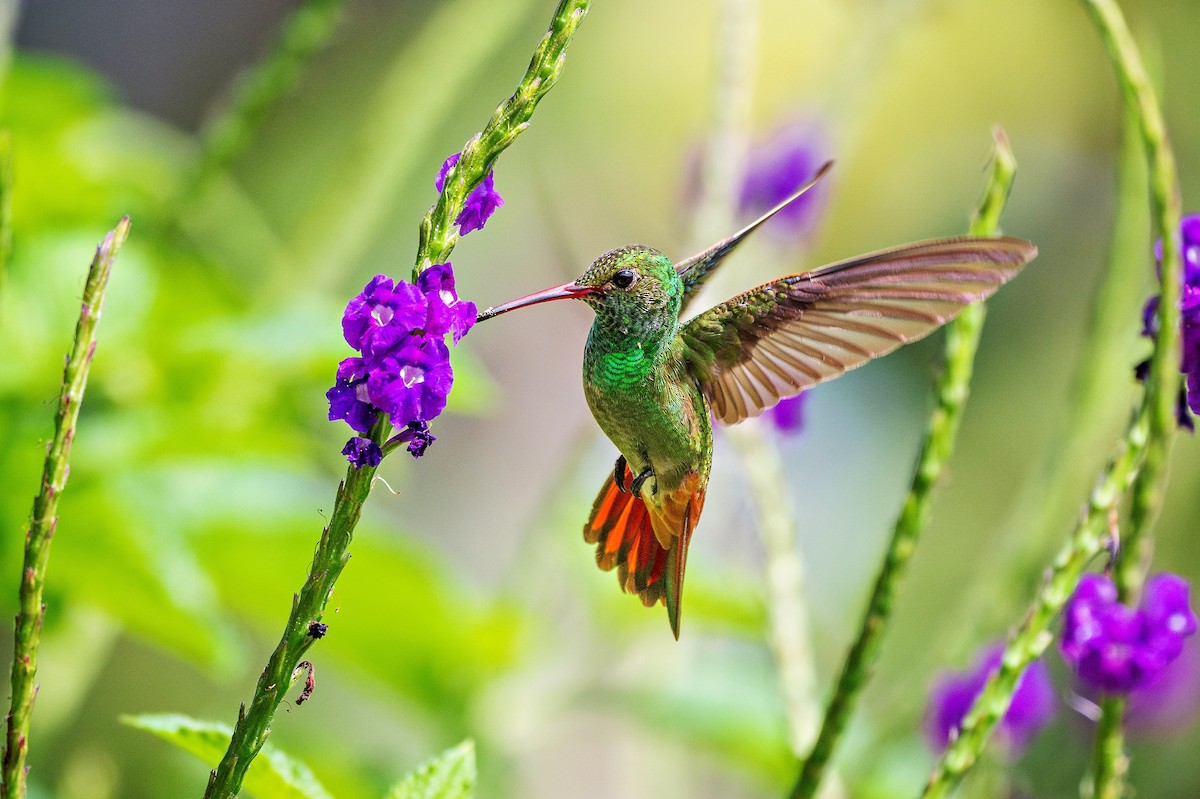 Rufous-tailed Hummingbird - ML621086546
