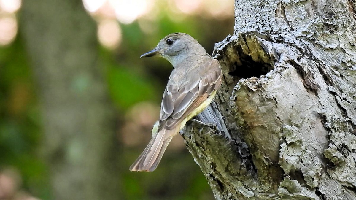 Great Crested Flycatcher - ML621086554