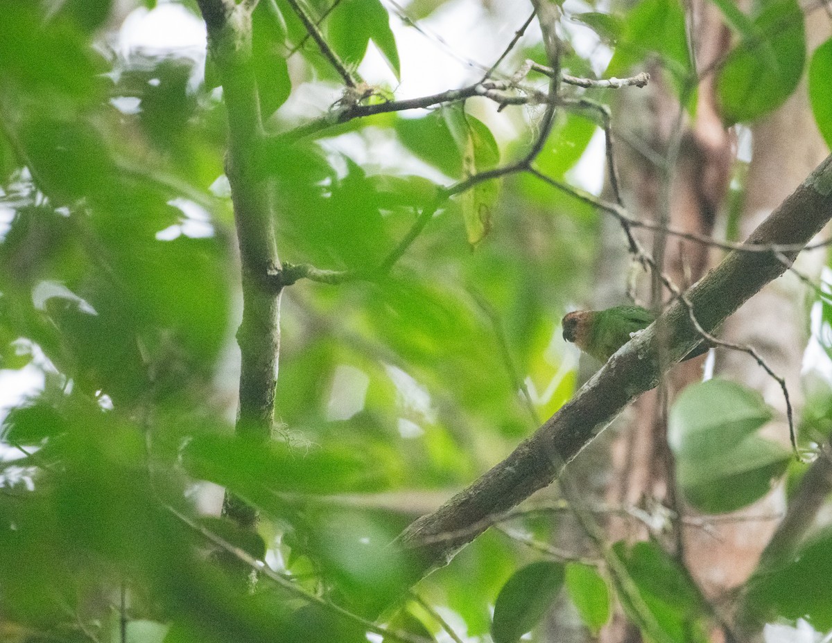 Buff-faced Pygmy-Parrot - ML621086559