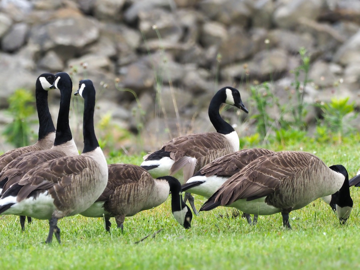 Branta kanadar handia - ML621086564