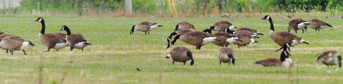 Branta kanadar handia - ML621086566