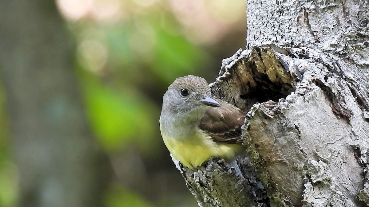 Great Crested Flycatcher - ML621086605