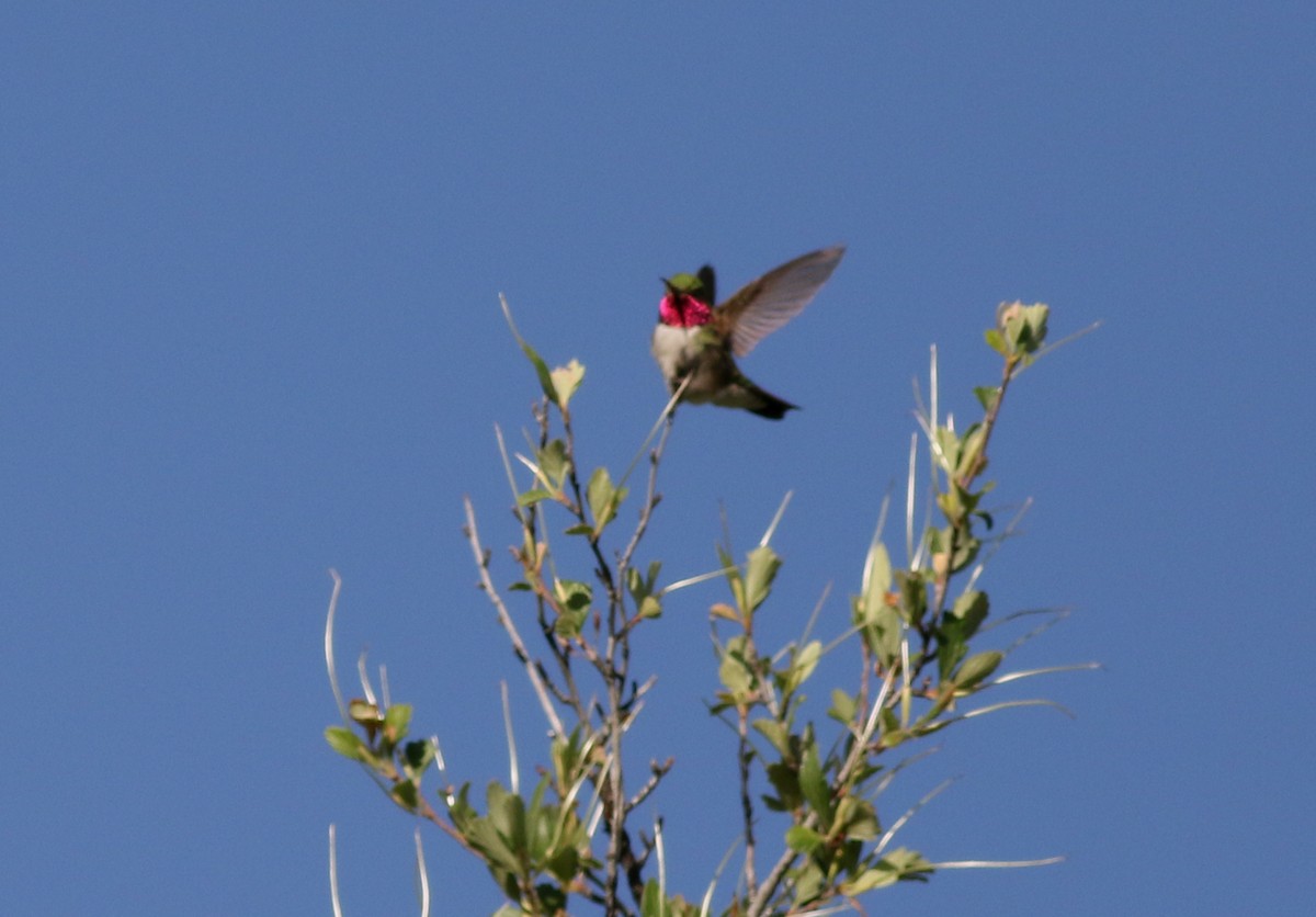 Broad-tailed Hummingbird - Lorraine Lanning