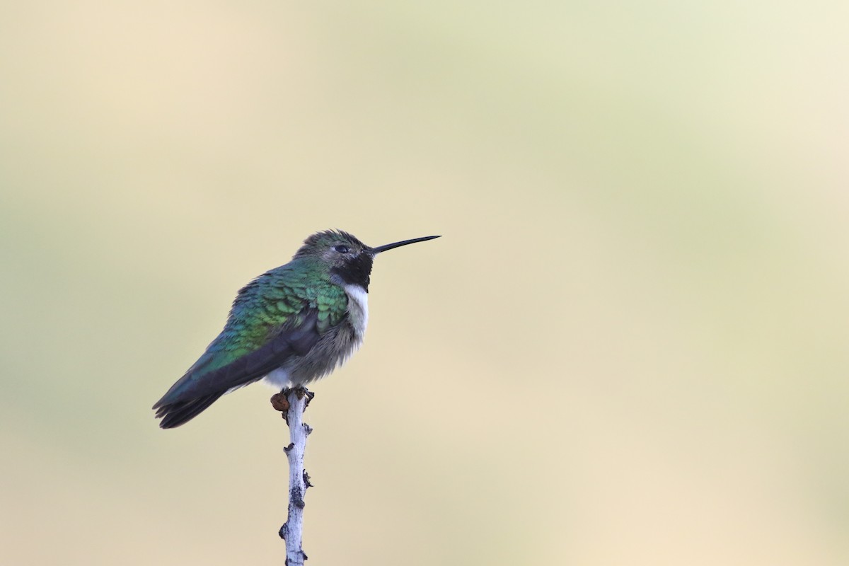 Broad-tailed Hummingbird - ML621086619