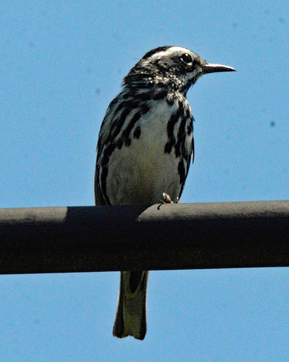 Black-and-white Warbler - ML621086630