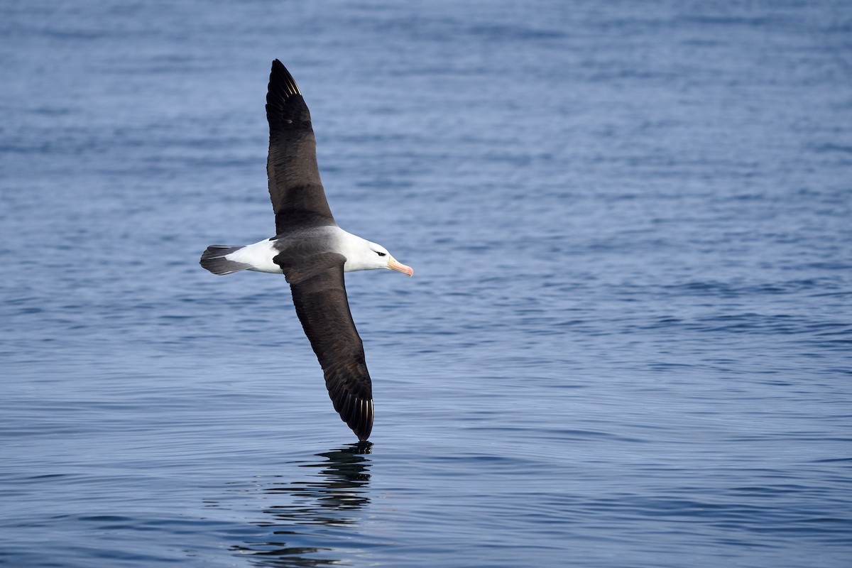 albatros černobrvý - ML621086637
