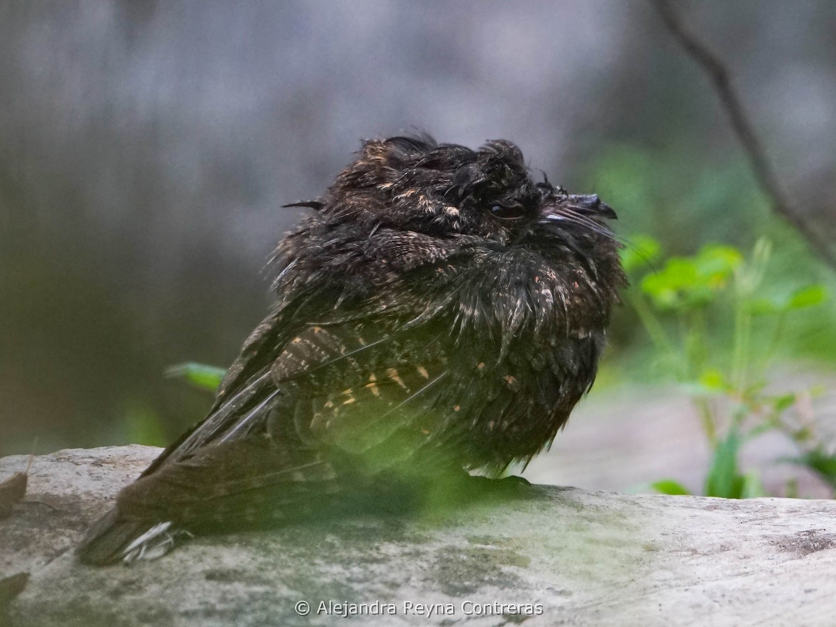 Tawny-collared Nightjar - ML621086656