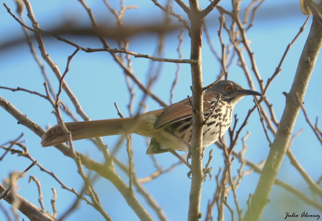 Long-billed Thrasher - ML621086658