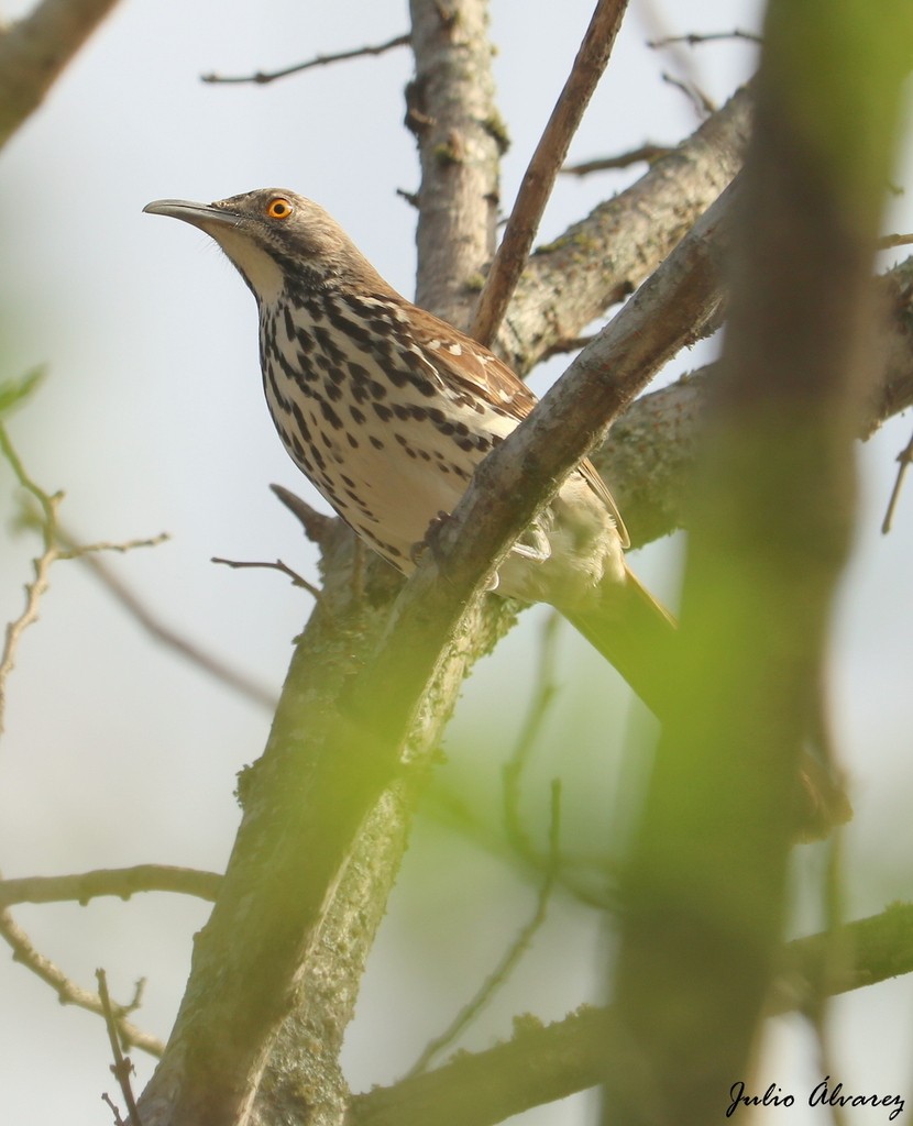 Long-billed Thrasher - ML621086659