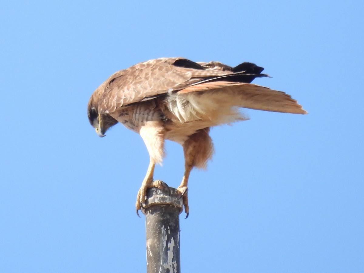 Red-tailed Hawk - ML621086682