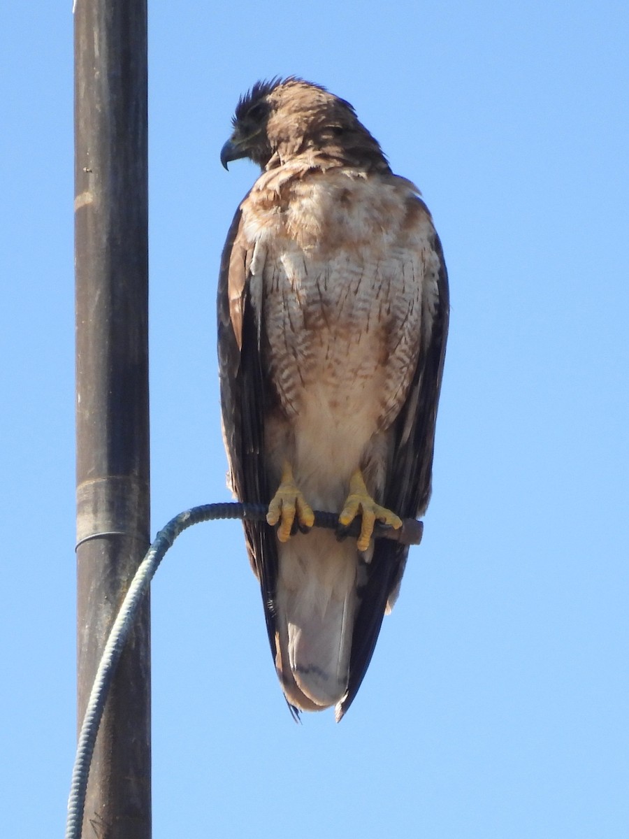Red-tailed Hawk - ML621086683