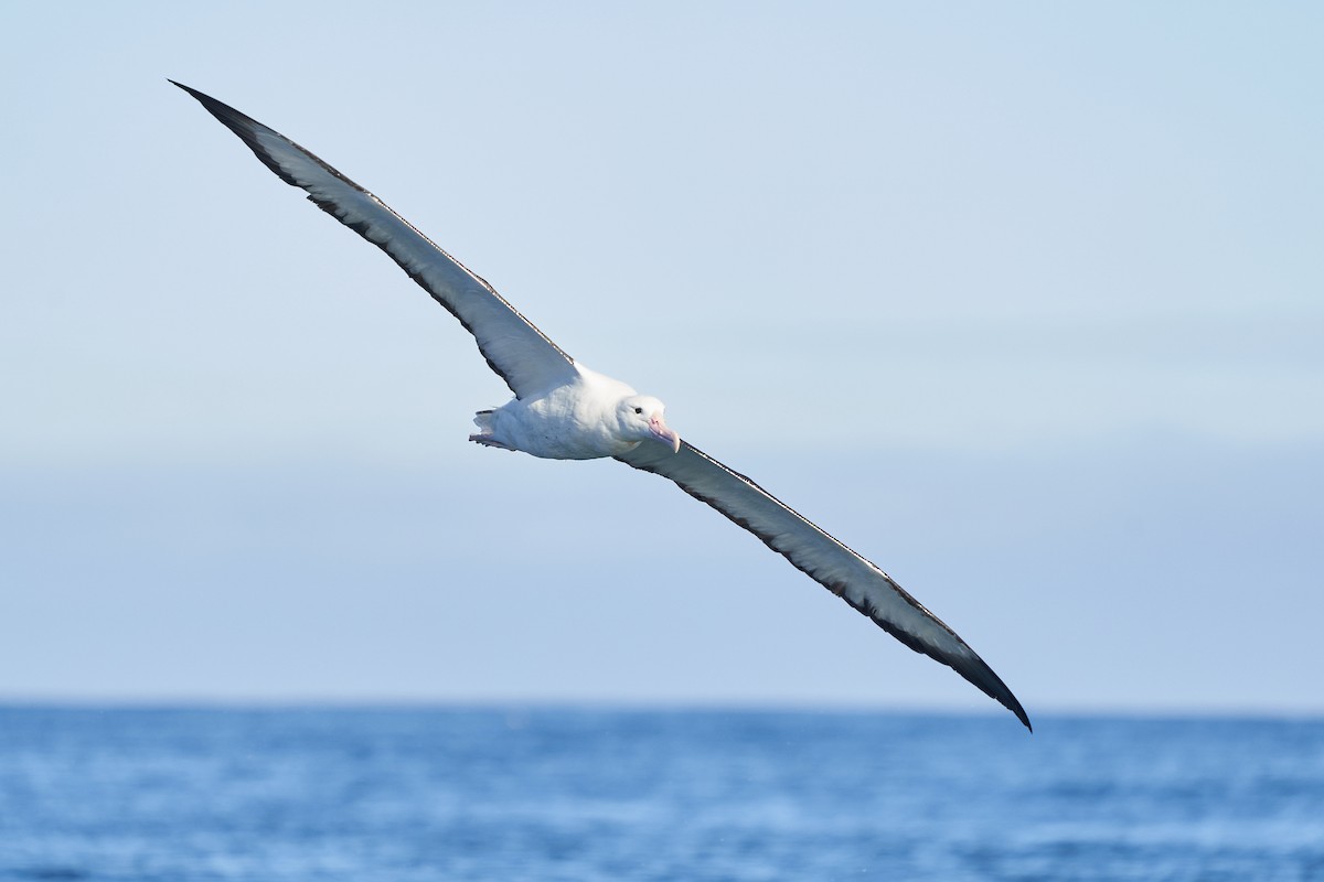Northern Royal Albatross - ML621086710