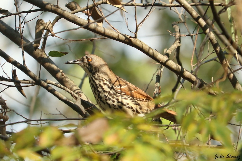 Long-billed Thrasher - ML621086758