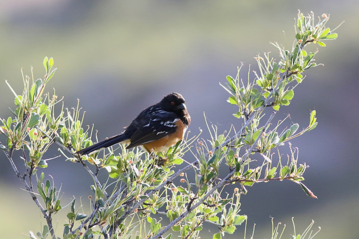 Spotted Towhee - Lorraine Lanning