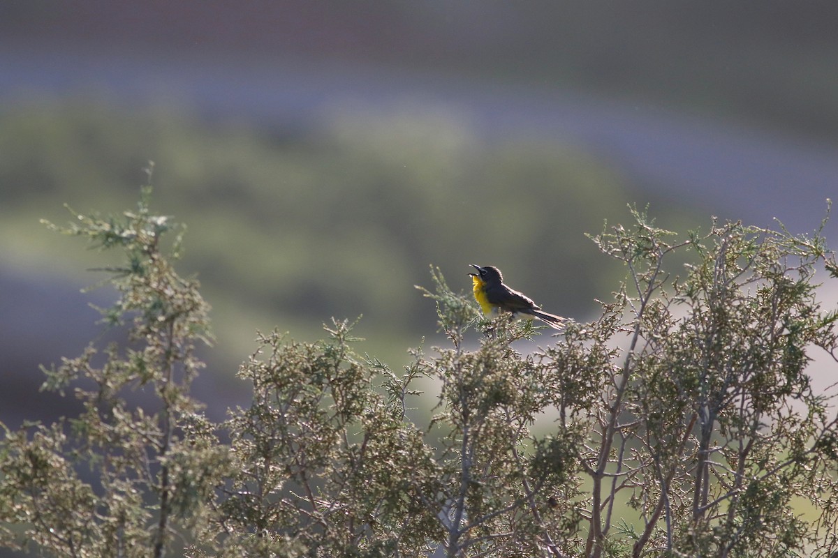 Yellow-breasted Chat - ML621086791
