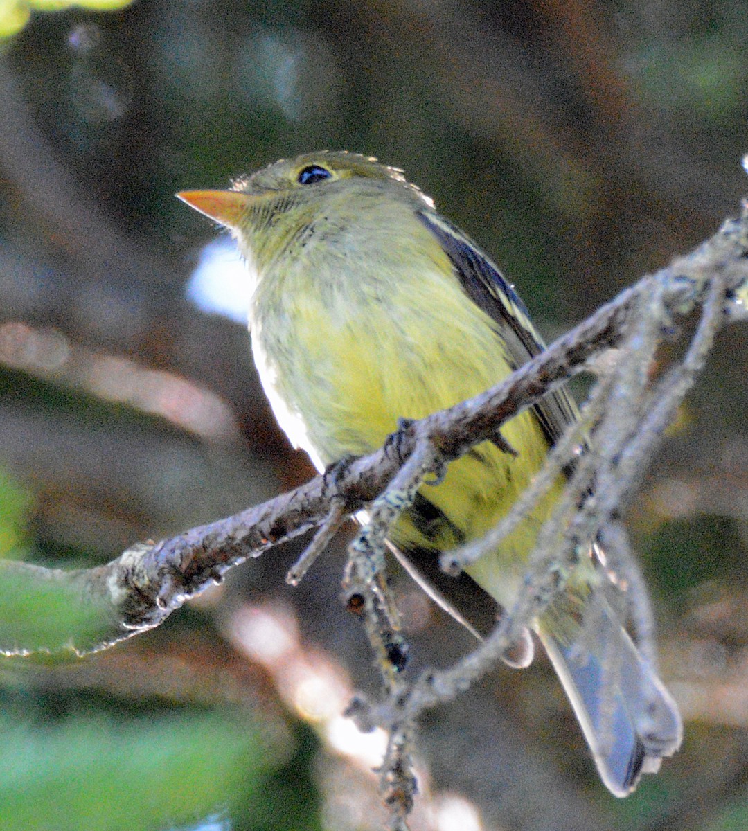 Yellow-bellied Flycatcher - ML621086810