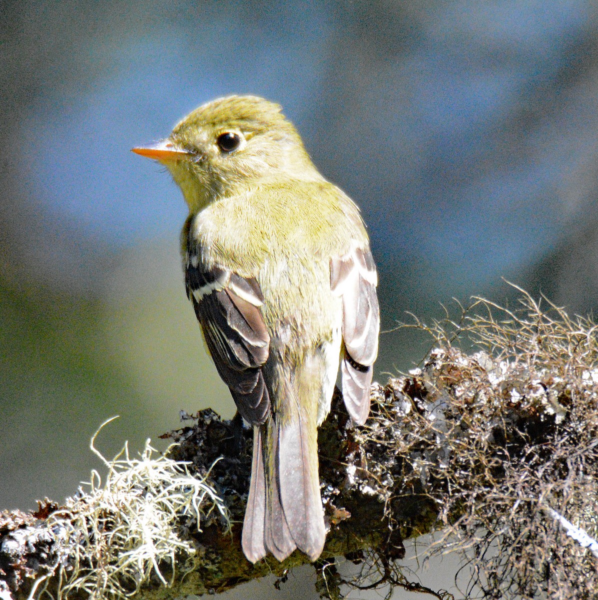 Yellow-bellied Flycatcher - ML621086812