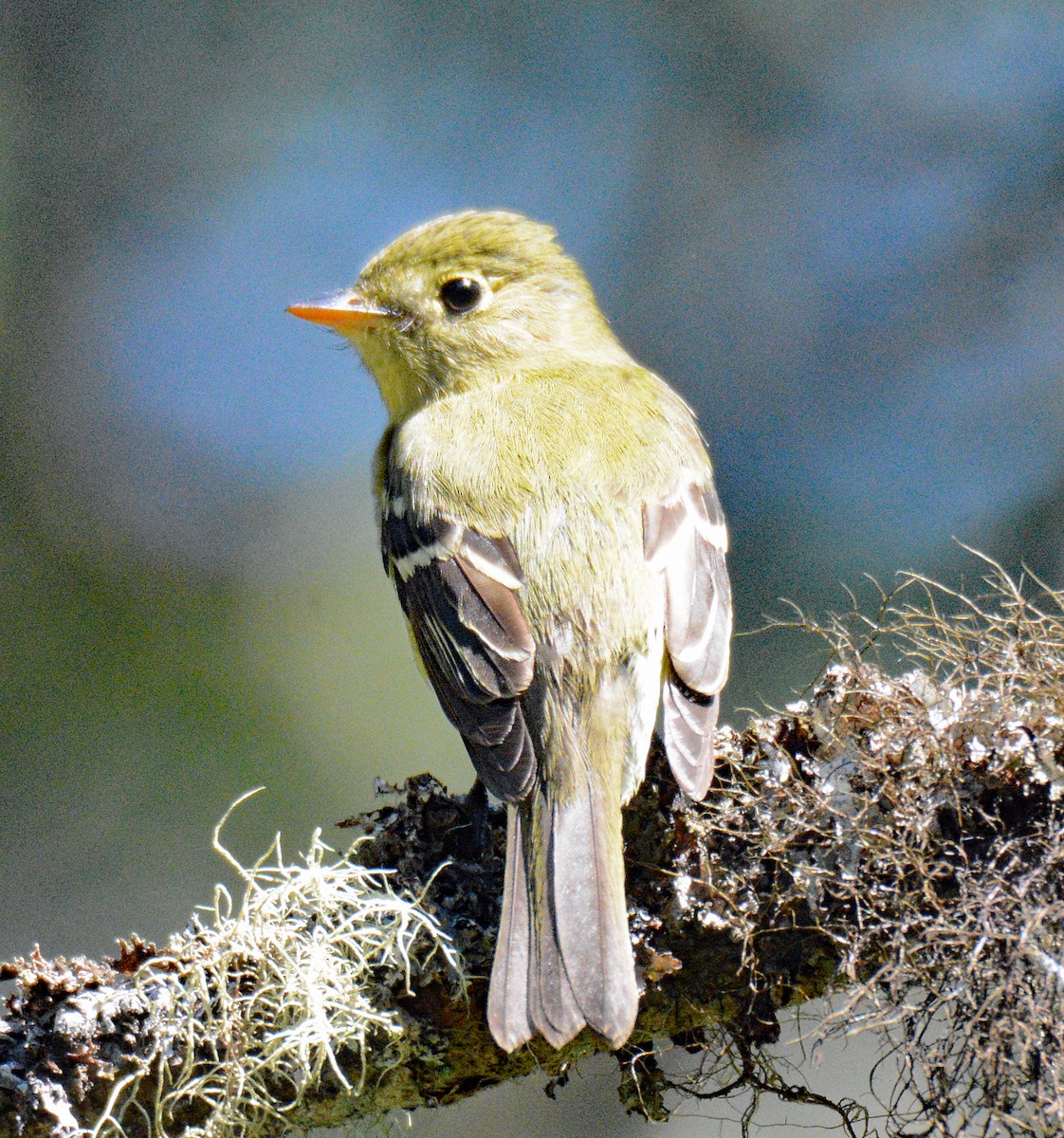 Moucherolle à ventre jaune - ML621086814