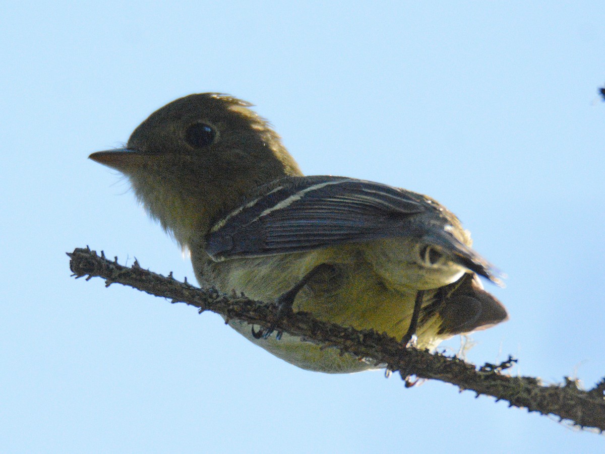 Yellow-bellied Flycatcher - ML621086815