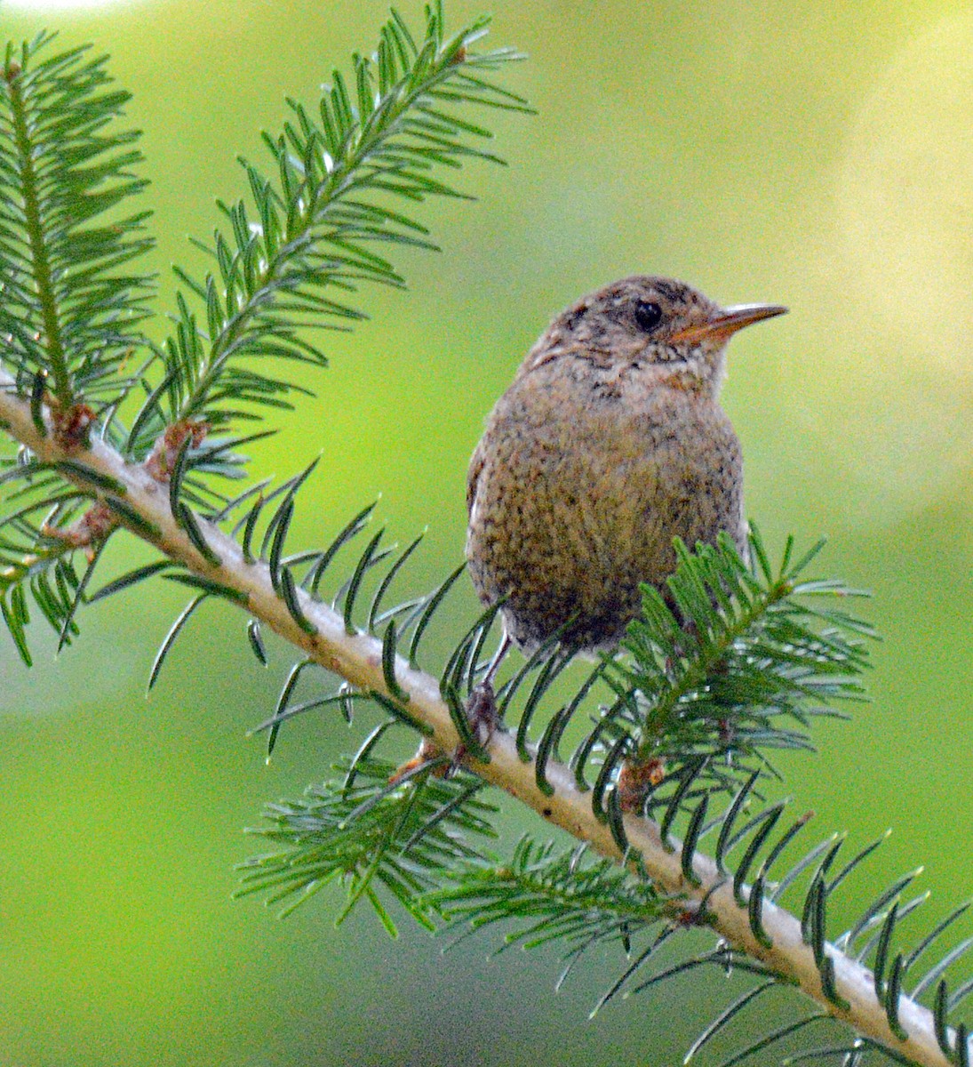 Winter Wren - ML621086832