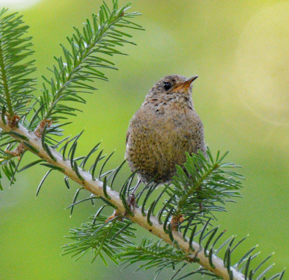 Winter Wren - ML621086833