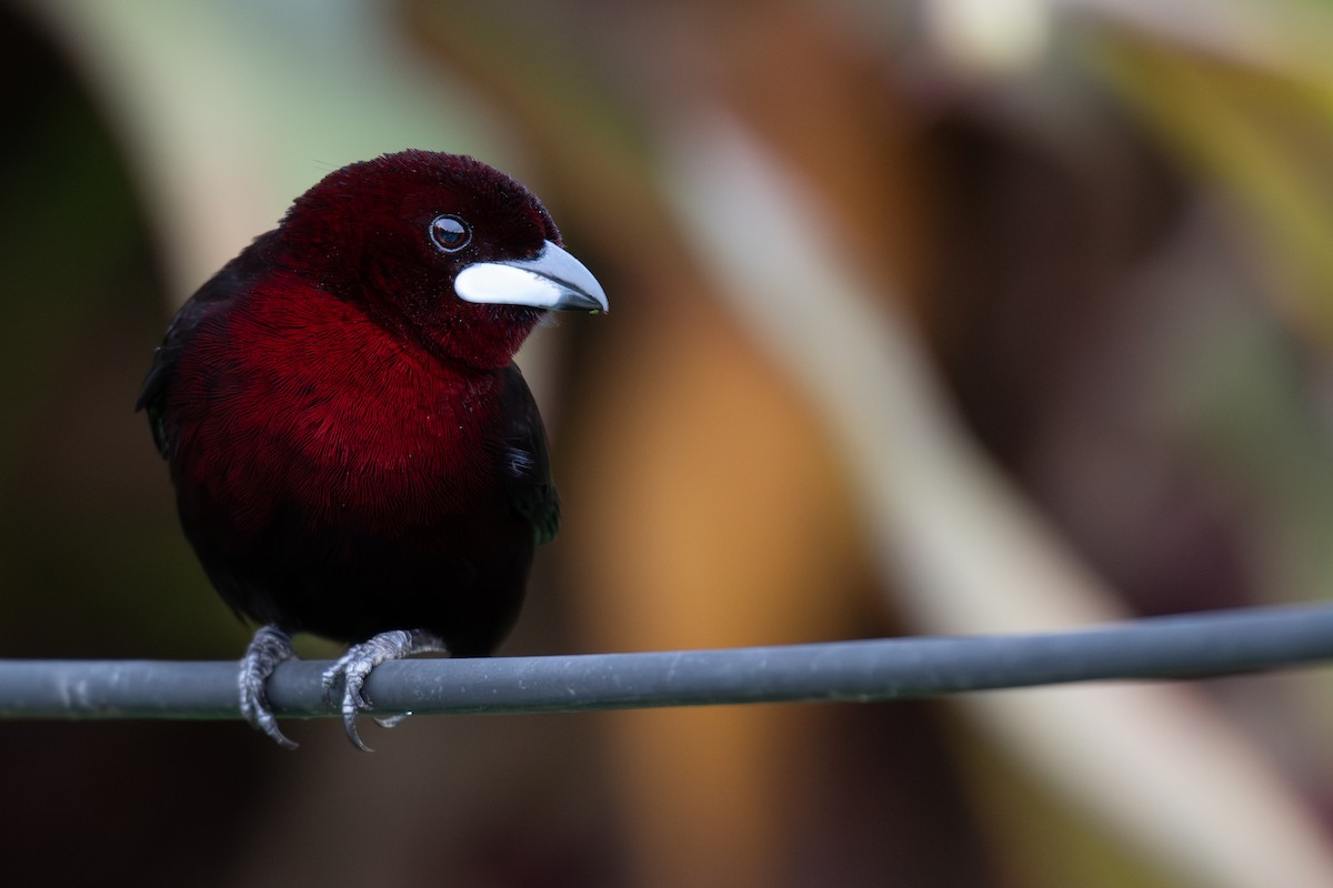 Silver-beaked Tanager - ML621086838