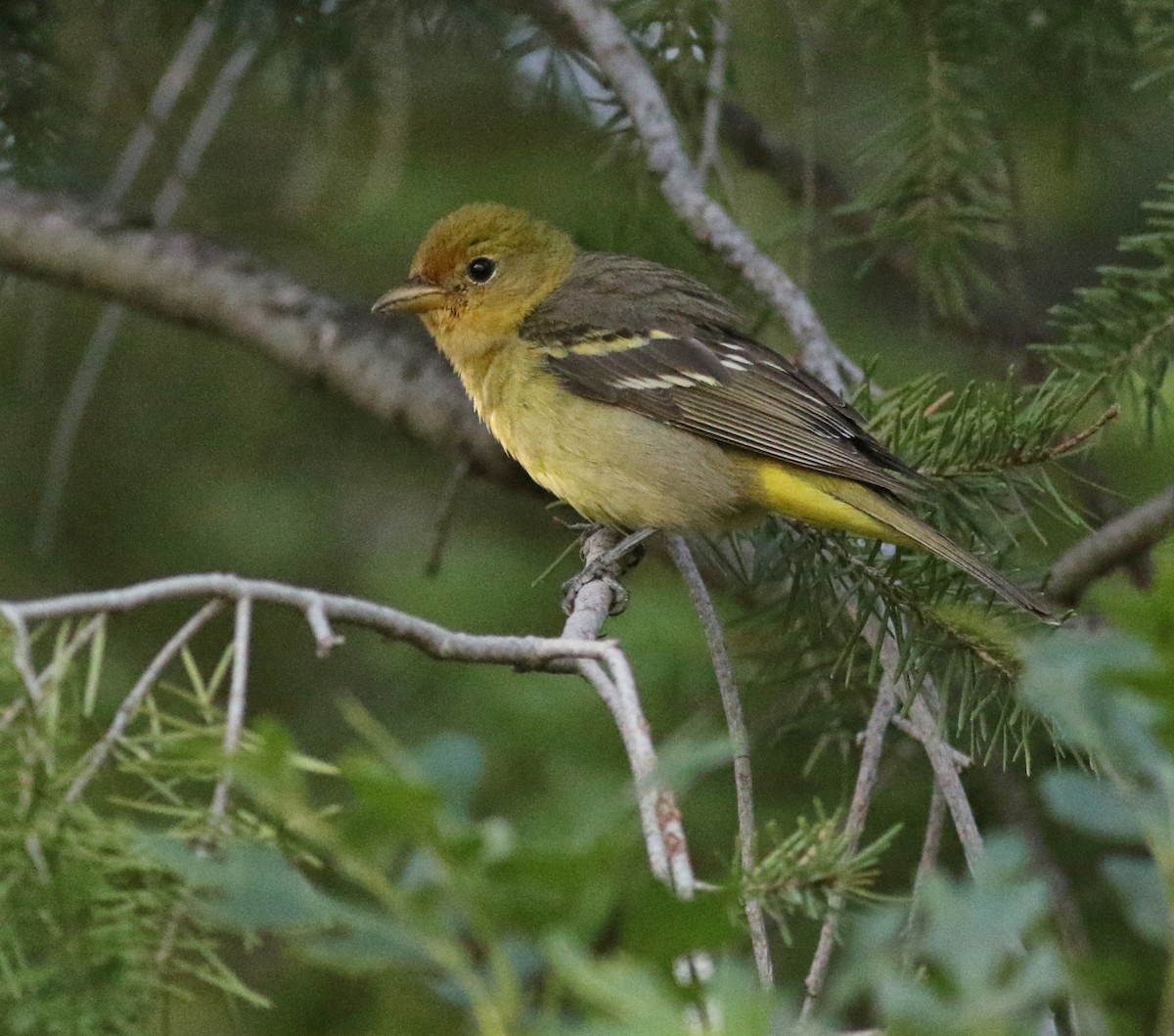 Western Tanager - ML621086843